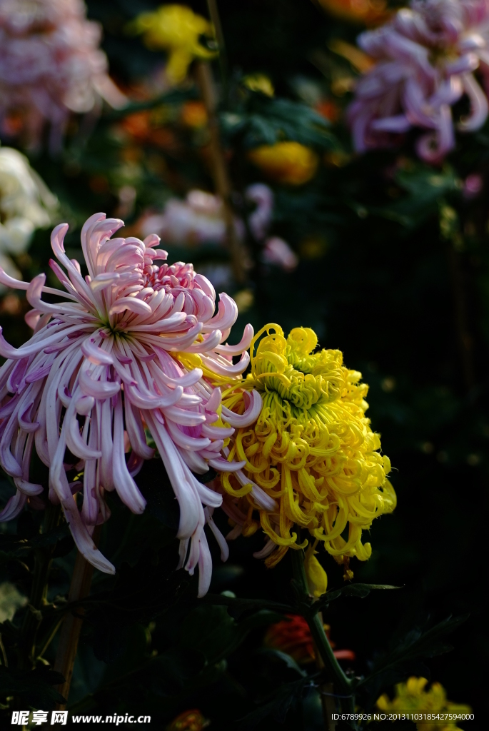 菊花