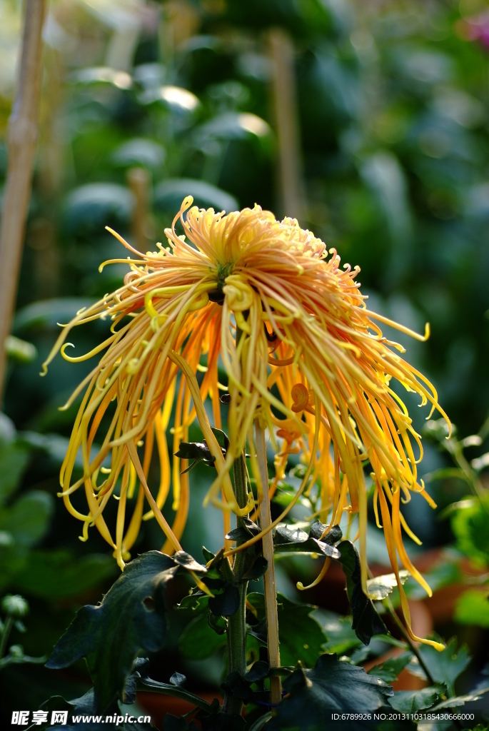 菊花