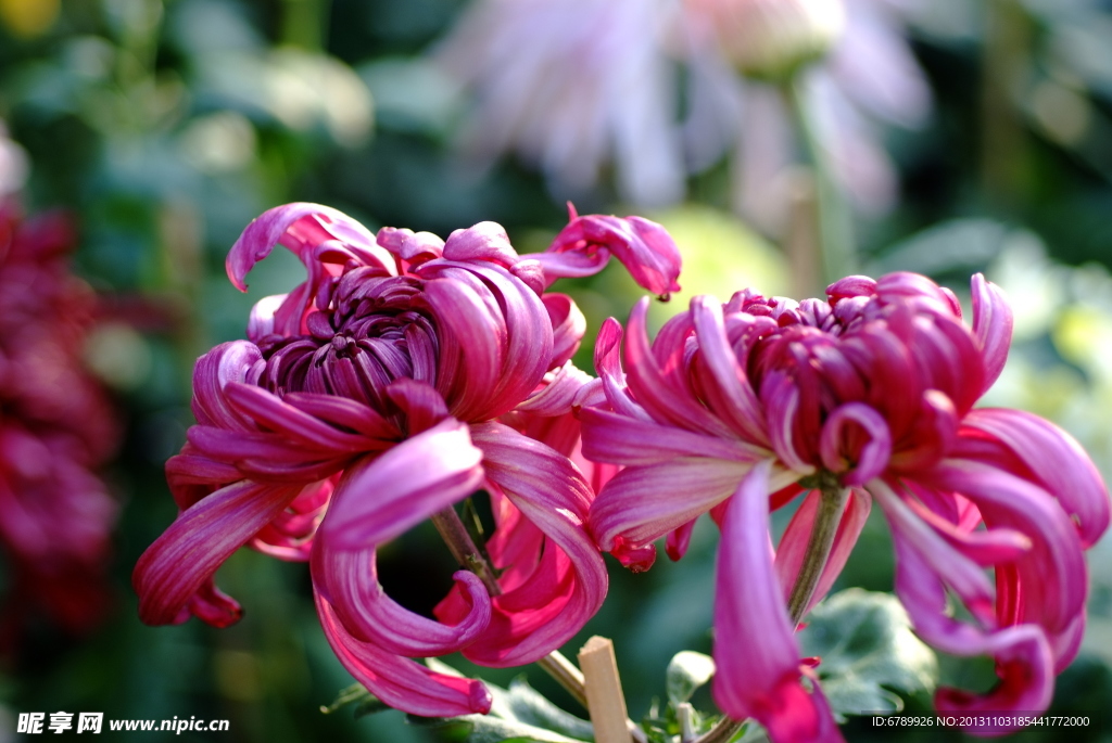 菊花