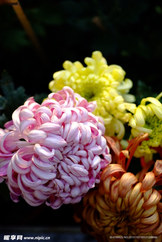 菊花