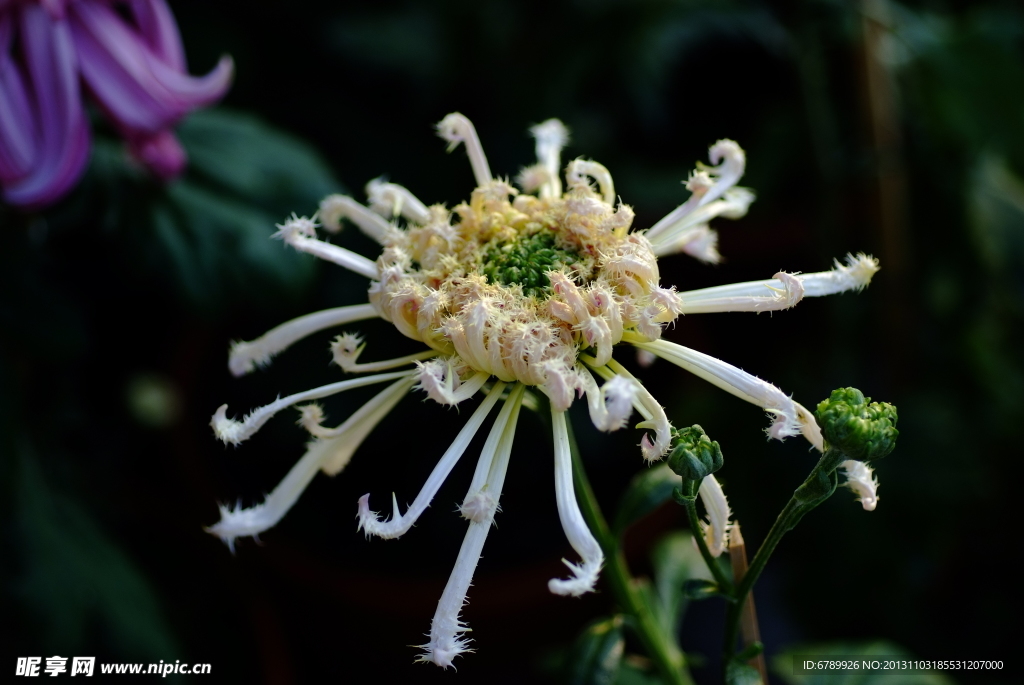 菊花
