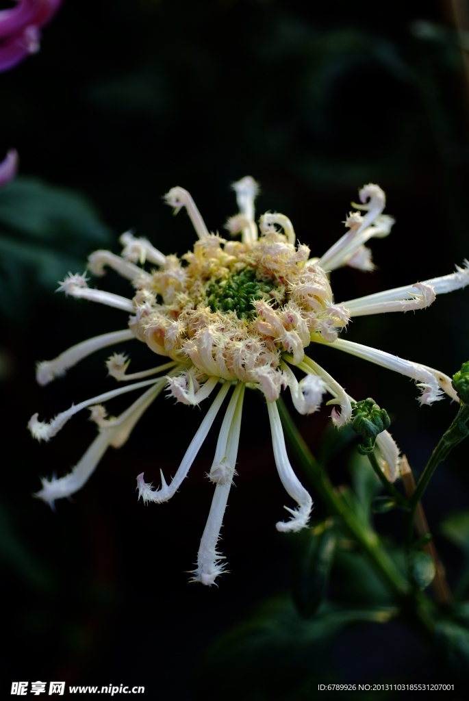 菊花