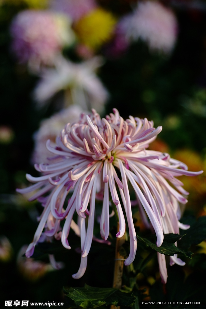 菊花