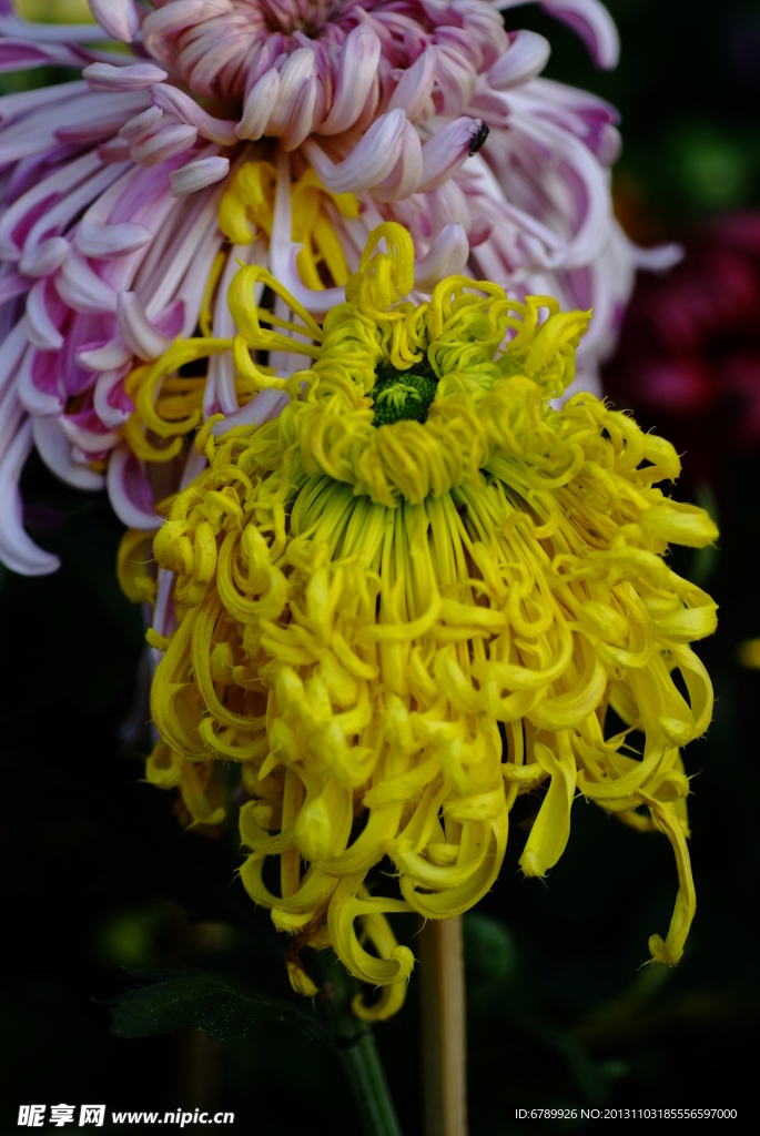 菊花