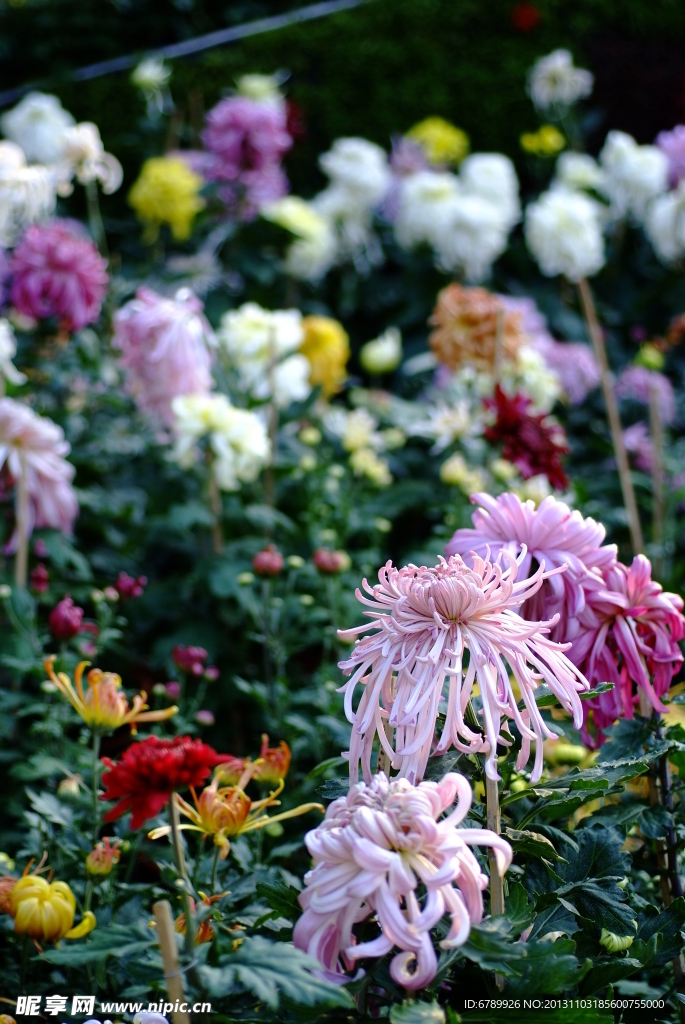 菊花