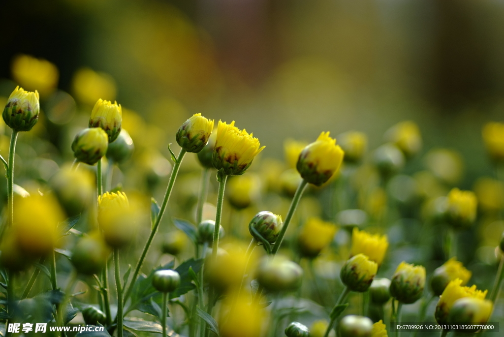 菊花
