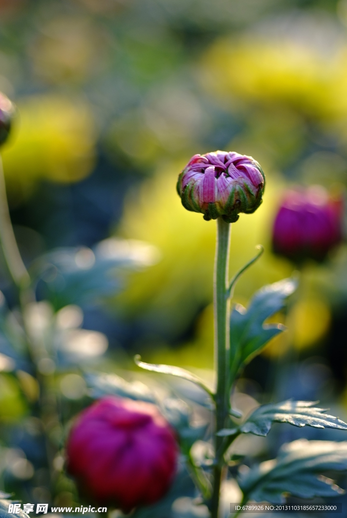 菊花