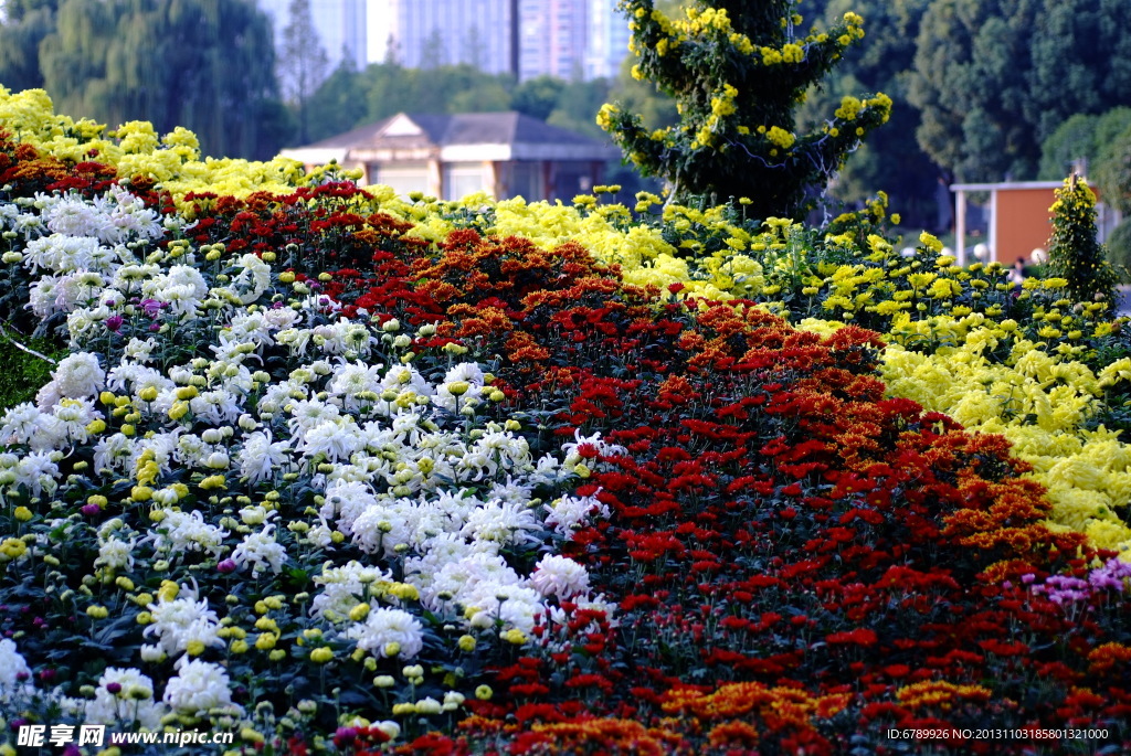 菊花