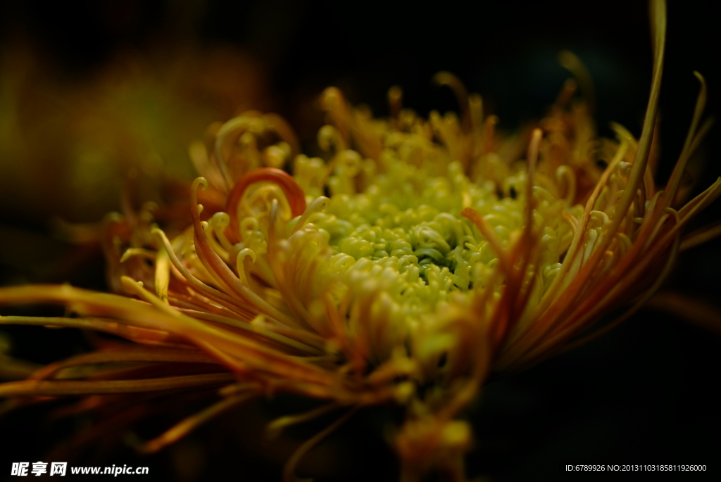 菊花