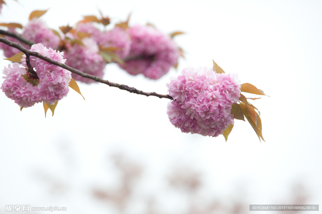 樱花