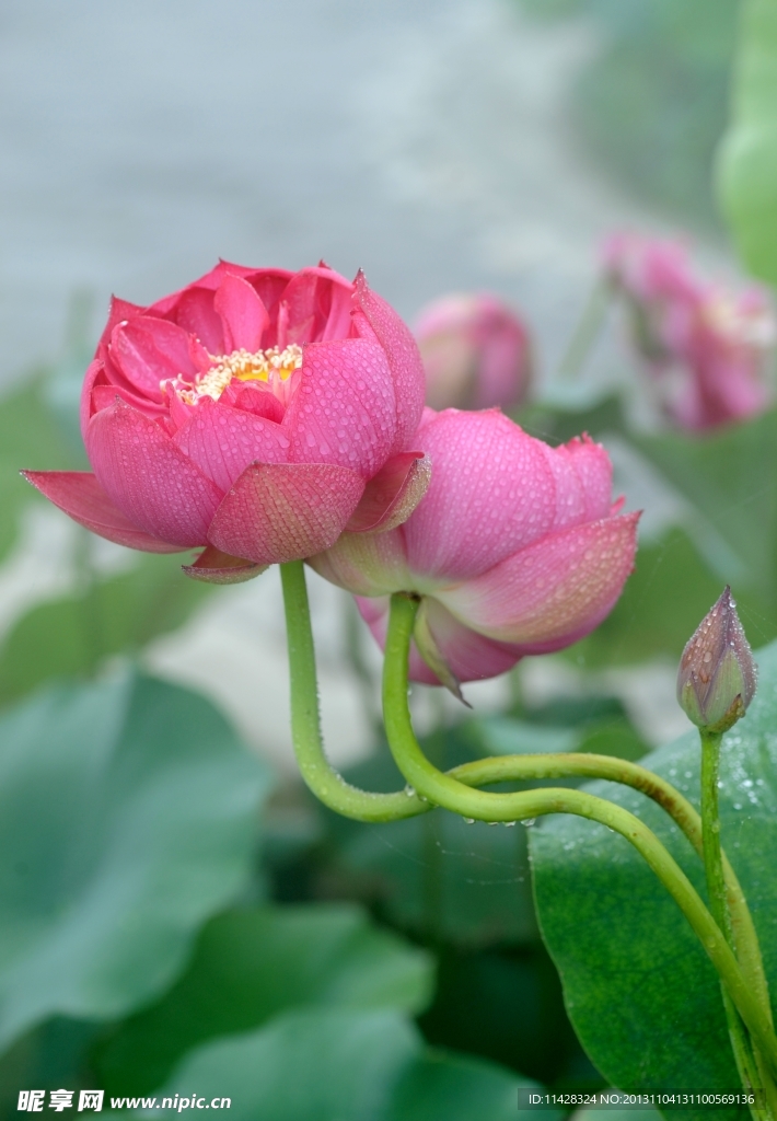 荷花