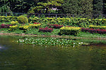 圆明园夏天风景