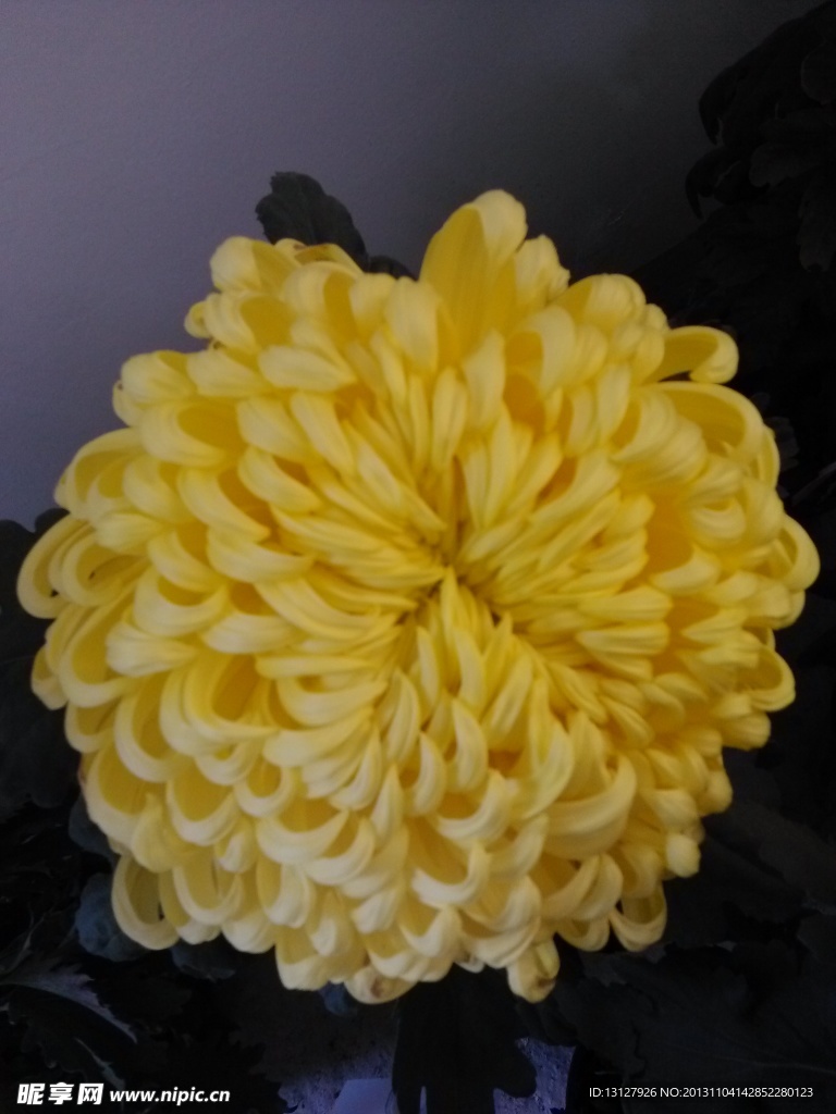 菊花