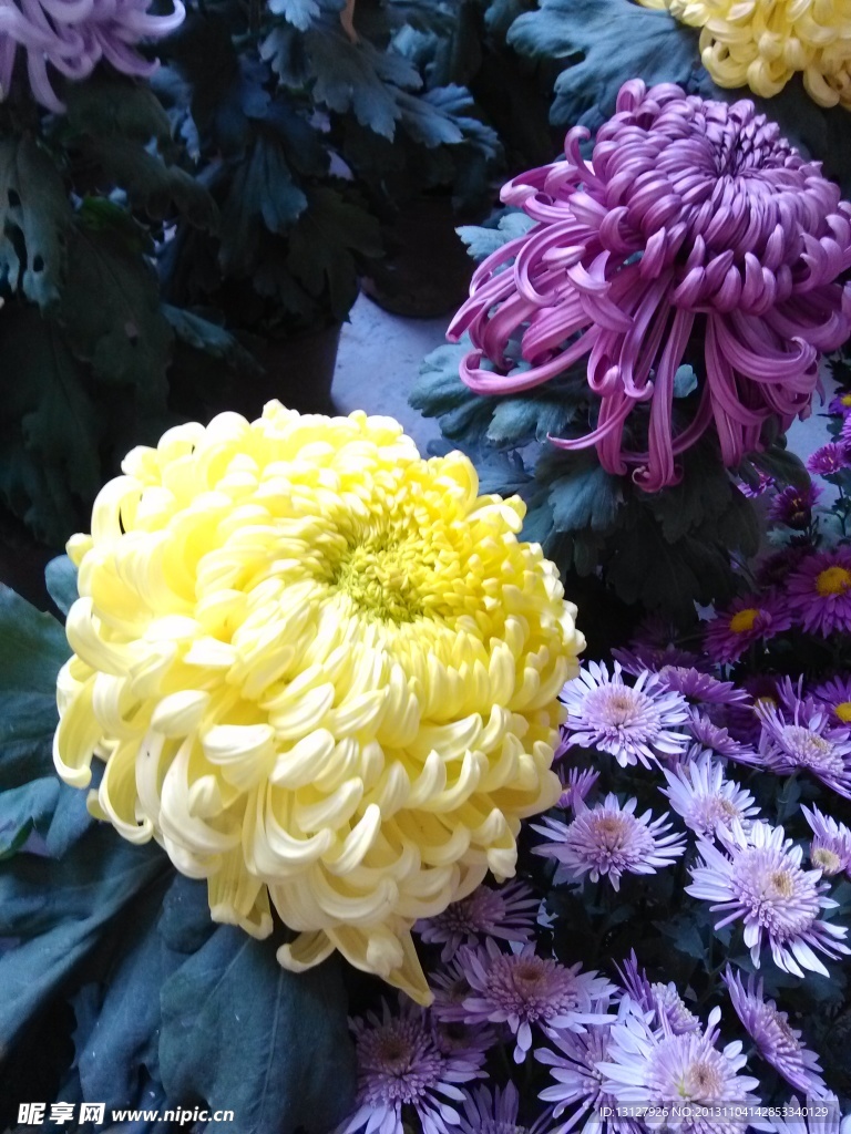 菊花