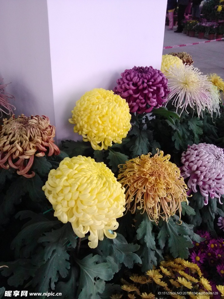 菊花