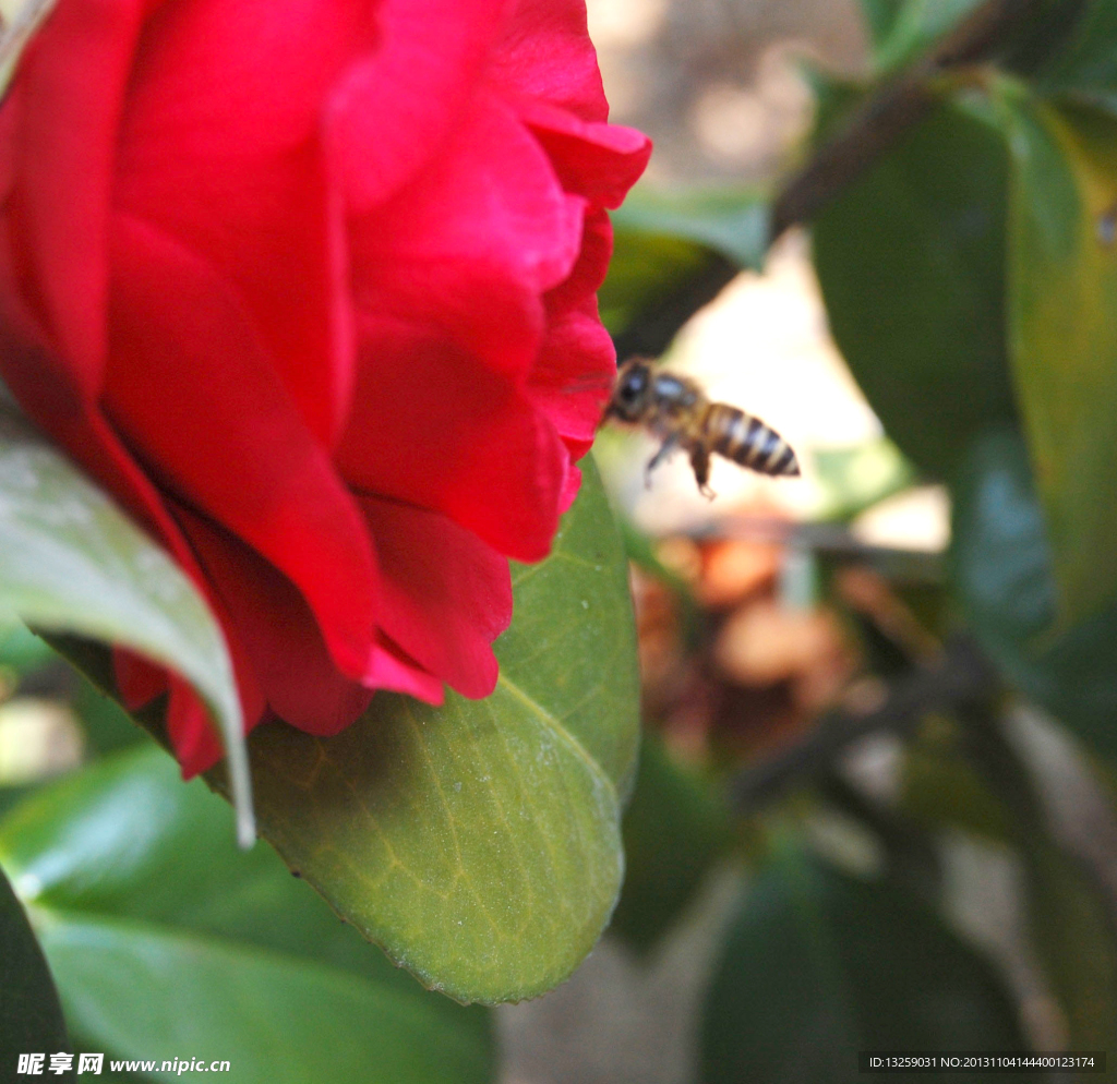 茶花