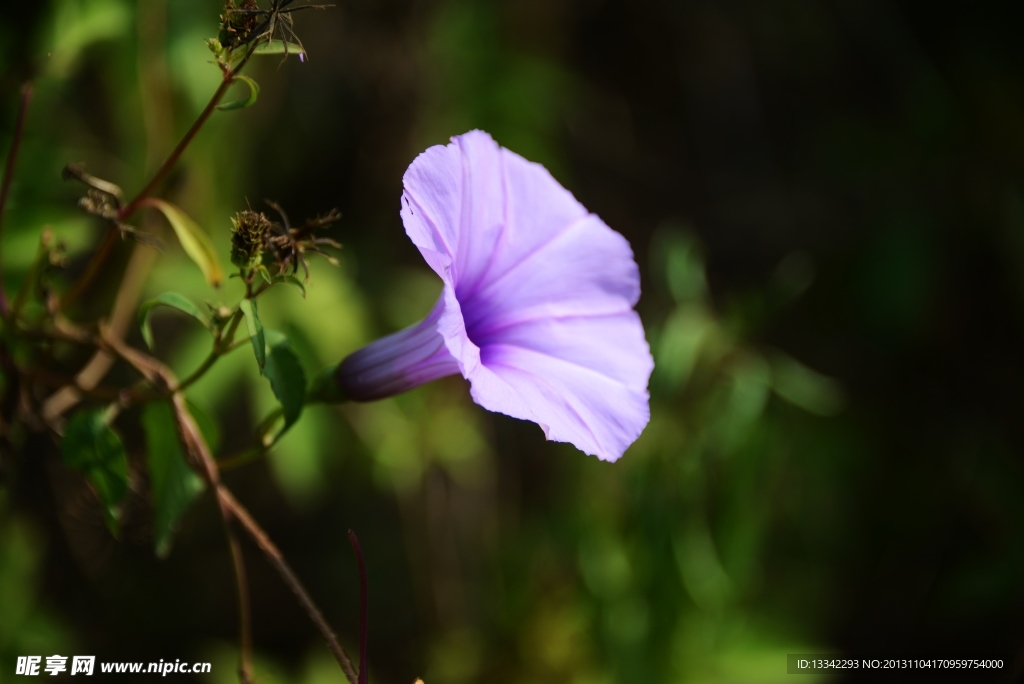 牵牛花