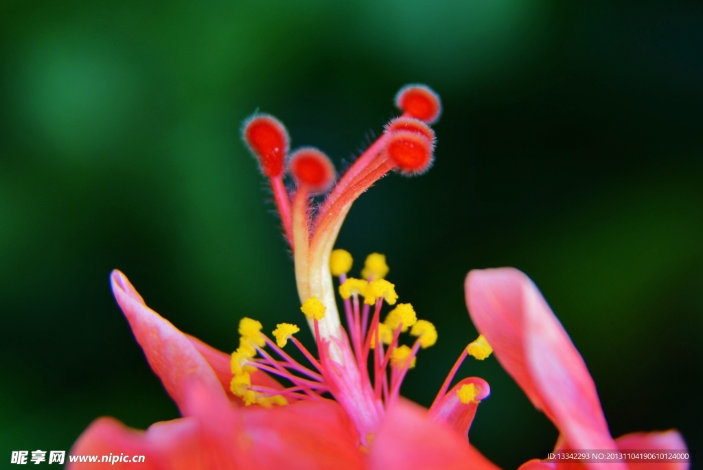 朱槿花芯