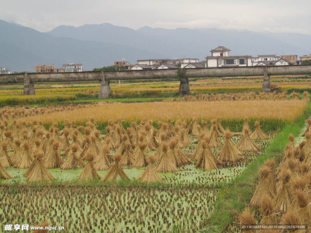 原野