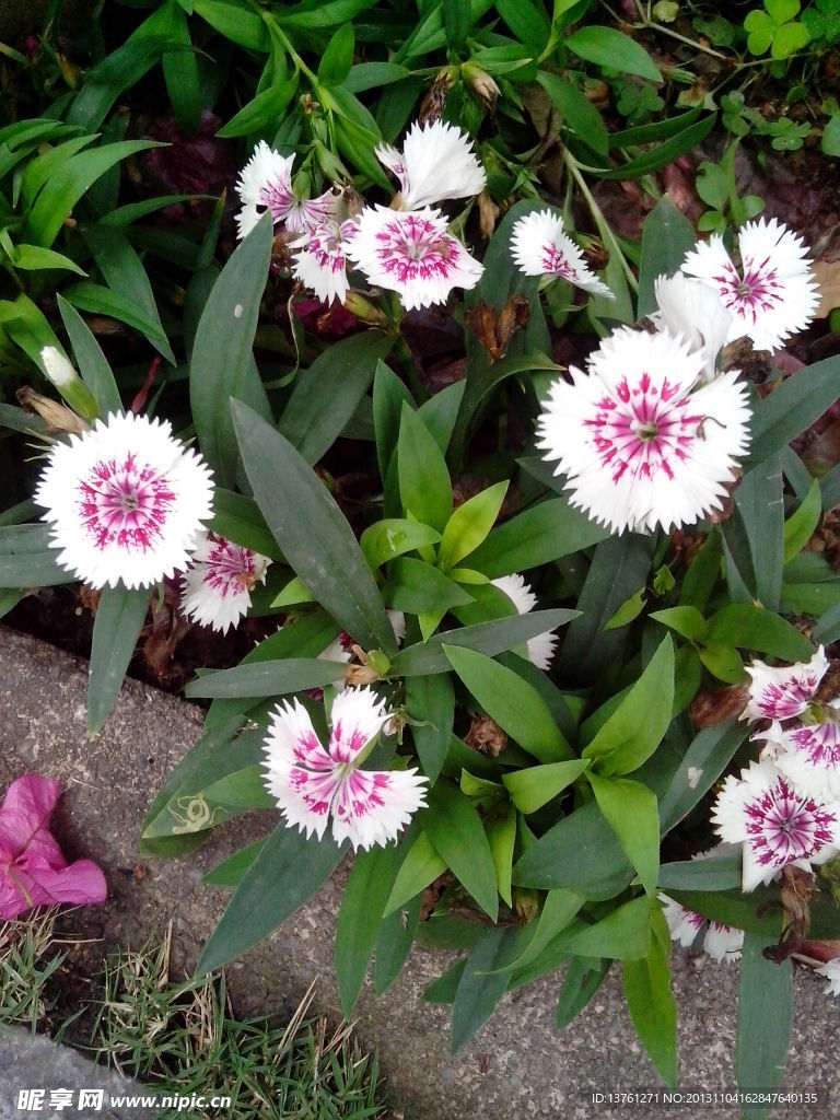 紫色小花