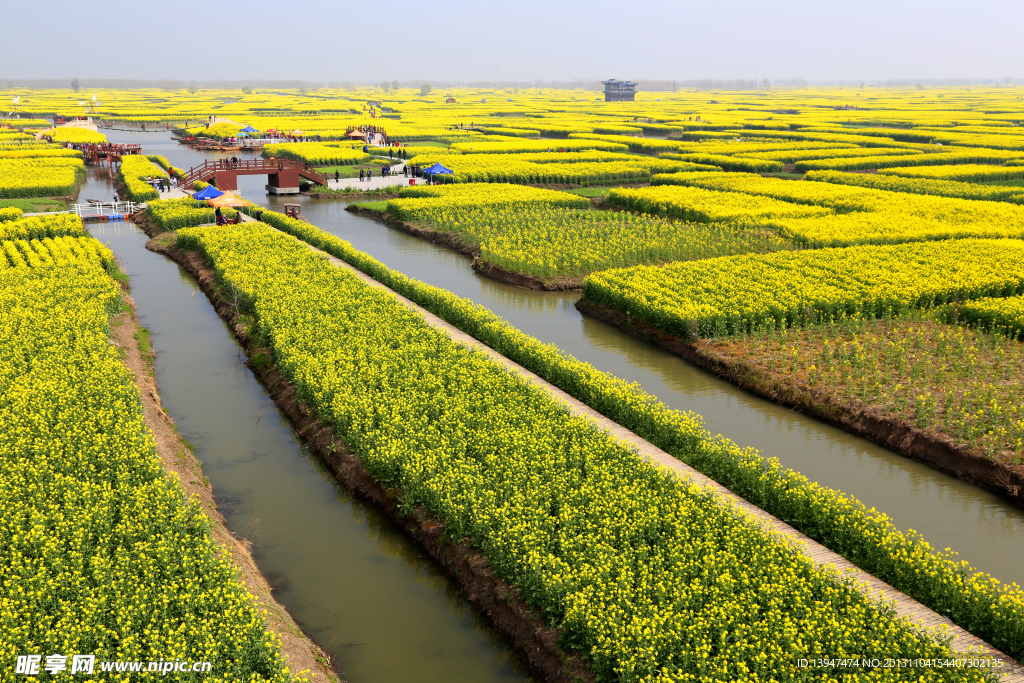 兴化油菜花