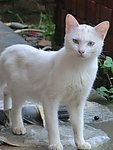 猫咪