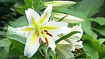 百合花
