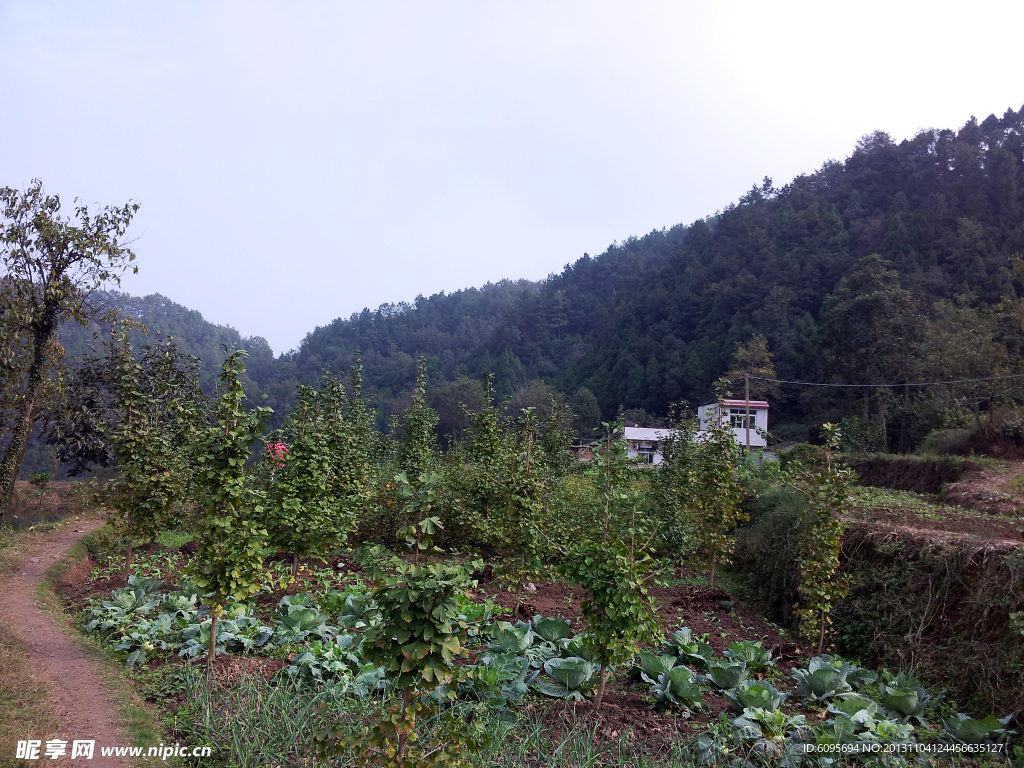 白果树 蓝天 山