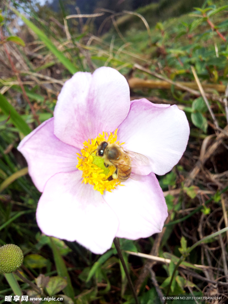 花 小野花 蜜蜂