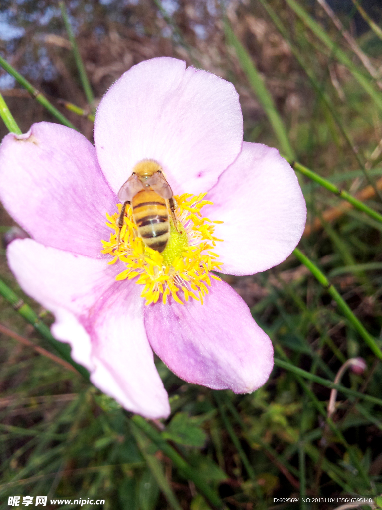 花 蜜蜂