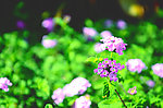 花草