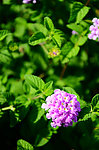 花 紫色花