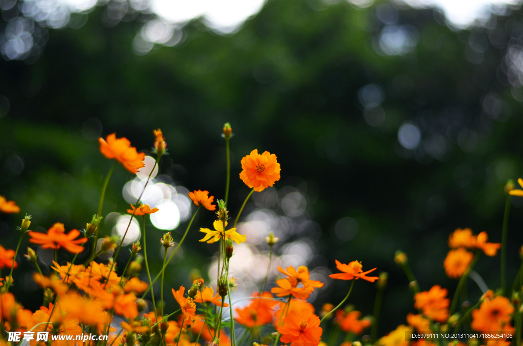 雏菊