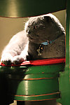 宠物猫