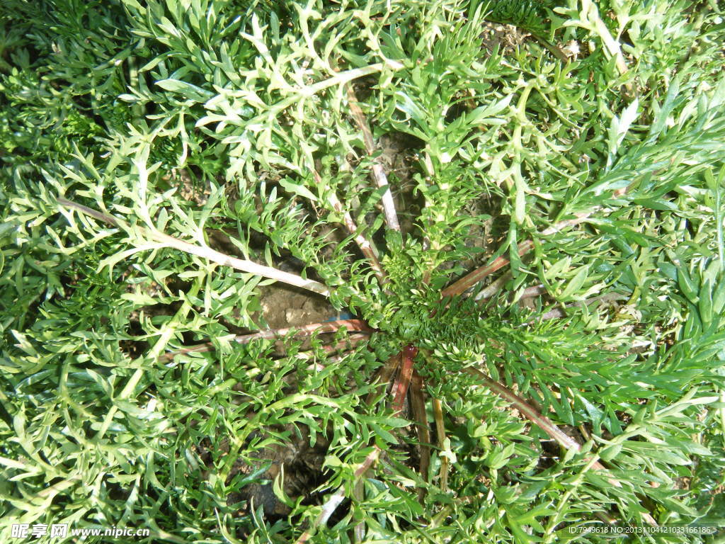 植物 玛咖