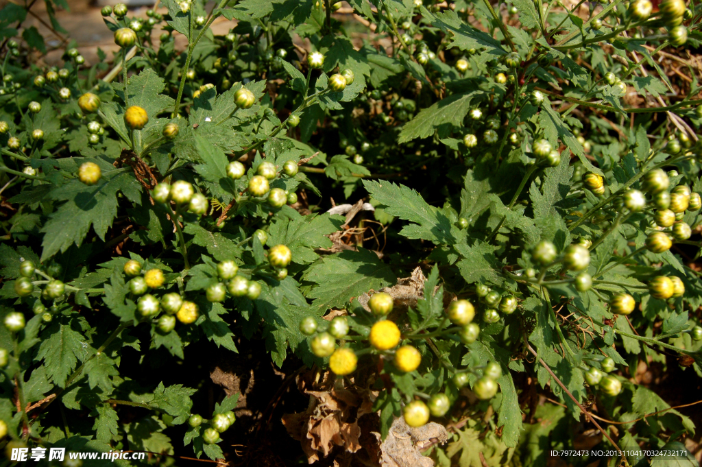 山野菊