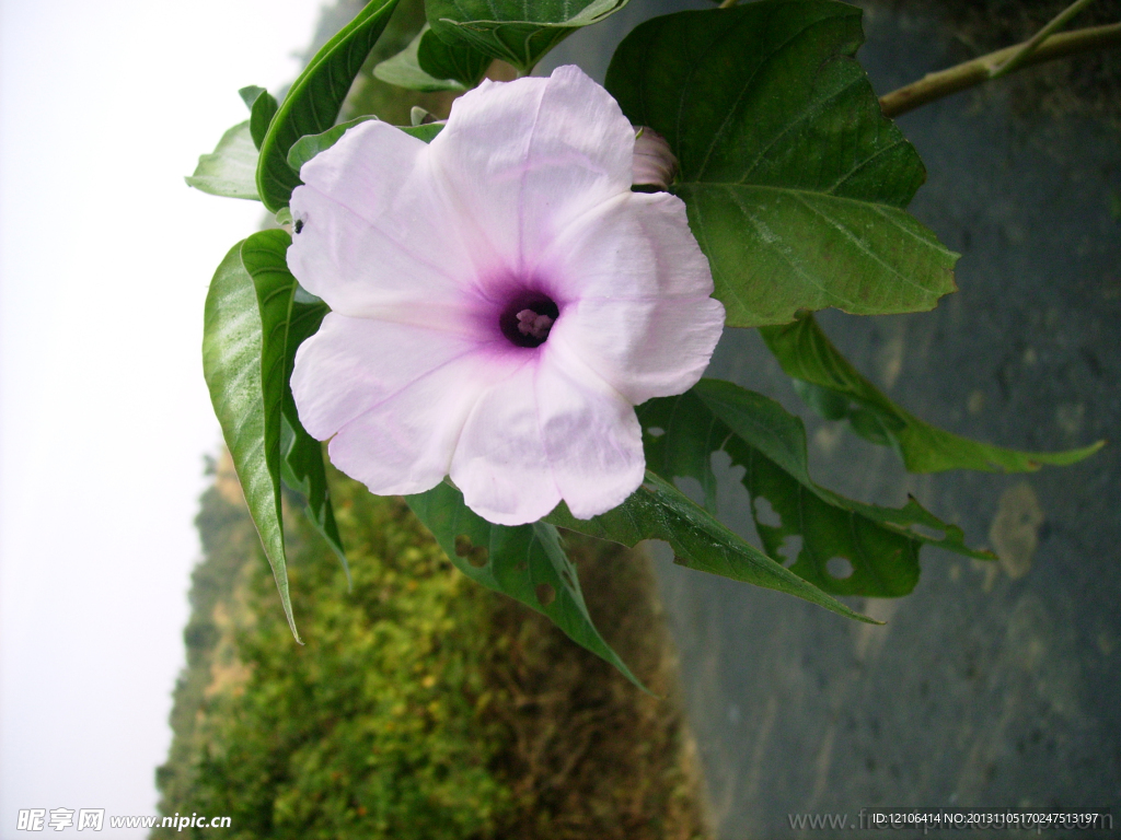 鲜花