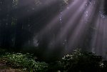 自然风光背景视频素材
