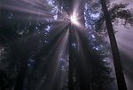 森林阳光背景视频素材