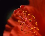 花朵视频素材