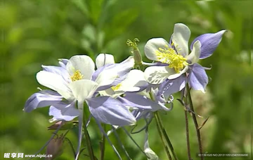 花朵视频素材