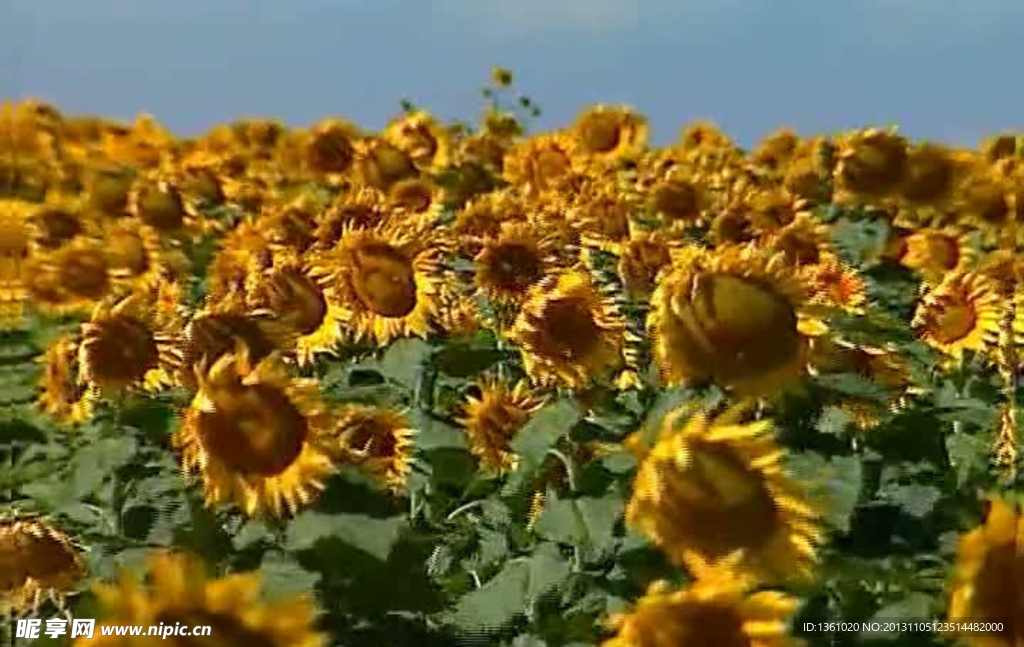 花朵视频素材