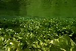 绿色植物背景视频素材
