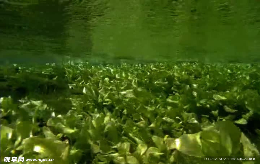 绿色植物背景视频素材
