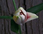花朵视频素材