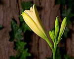 花朵视频素材