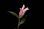 花朵视频素材