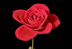 红色月季花视频素材