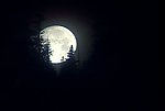 月亮树梢夜景视频素材