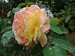 月季花